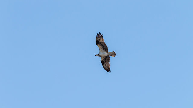 Osprey In The Sky