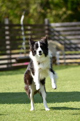 Fototapeta premium ドッグランで遊ぶボーダーコリー