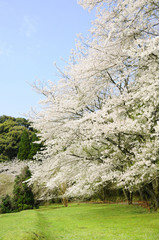 桜　鹿児島県出水市高川ダム湖のさくら
