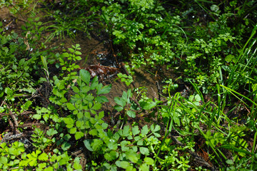 Fototapeta premium 野草と水の流れ