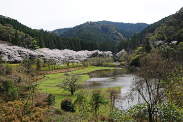 桜　鹿児島県出水市高川ダム湖のさくら