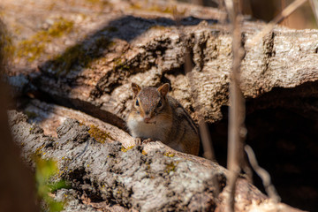 Chipmunks on a bough in the forest