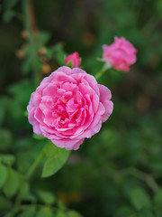 The beautiful roses in my garden bloom in the morning sun.