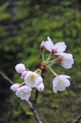 桜　鹿児島県出水市高川ダム湖のさくら