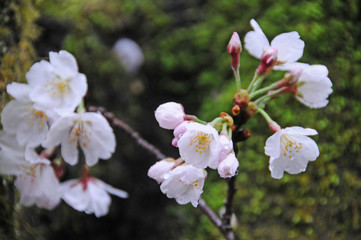 桜　鹿児島県出水市高川ダム湖のさくら