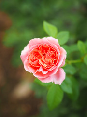 The beautiful roses in my garden bloom in the morning sun.