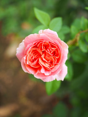 The beautiful roses in my garden bloom in the morning sun.