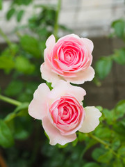 The beautiful roses in my garden bloom in the morning sun.
