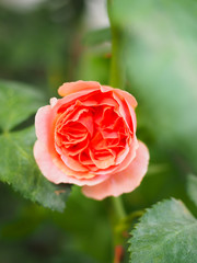 The beautiful roses in my garden bloom in the morning sun.
