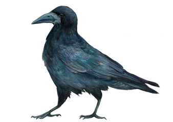 black bird rook  watercolor illustration