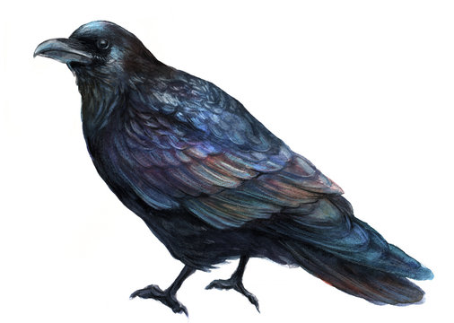 Common Raven Bird  Watercolor Illustration