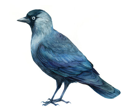 jackdaw bird  watercolor illustration