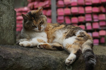 神社の猫と絵馬