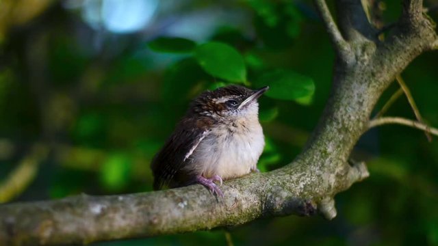 Resting Wren Fledgling Sits on Branch and Sleeps, Baby Bird Sitting on Branch Sleeping