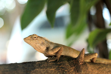 lizard on a tree