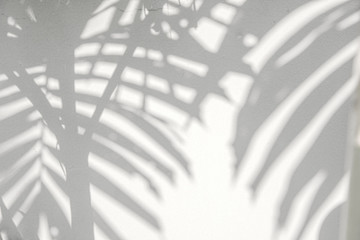 Shadow of palm tree on white texture wall background