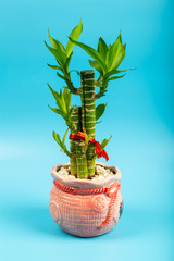 Ribbon dracaena tree or Lucky bamboo grown-up in flower pot with Chinese word 