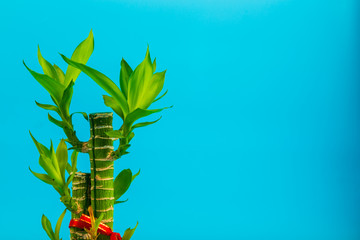 Ribbon dracaena tree or Lucky bamboo grown-up on blue background and space for text.