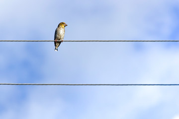 A small bird sits on high-voltage wires against a spring blue sky.