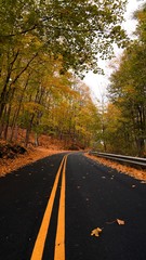 Fall leaves and tree over traveling road