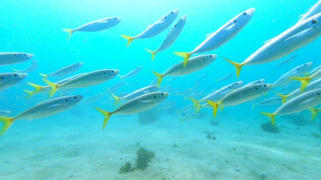 A school of Yellowtail Scad swim over a sandy seabed