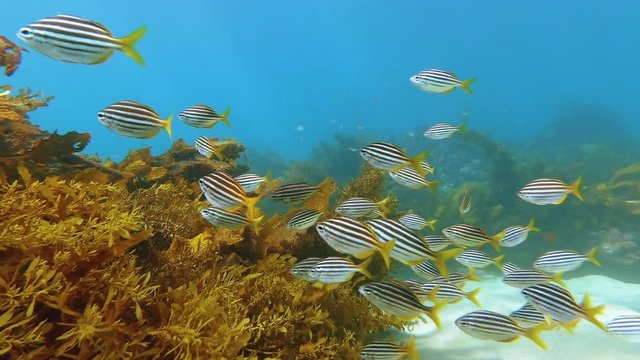 A school of Australian Mado swim over dense flowing kelp