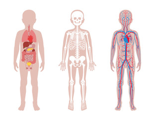 Internal structure of human child body
