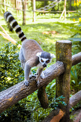 Little funny lemurs play on the branches.