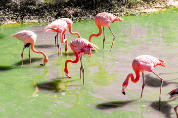 beautiful pink flamingos stand on the same foot.