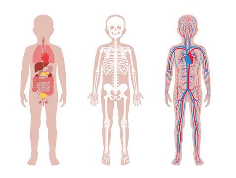 Internal structure of human child body
