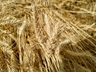 Wheat Crop Images, Stock Photos