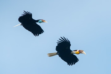 Wreathed hornbill flying in natural forest © chamnan phanthong