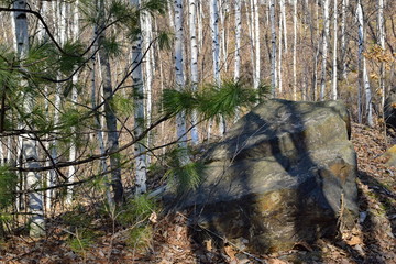 A large stone in the forest. 