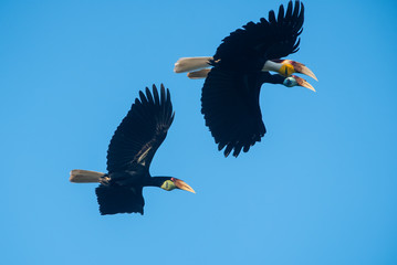 Wreathed hornbill flying in natural forest