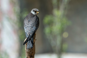 Amur Falcon, the smallest flying hawk in the world From Asia to Africa