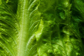 Detalle macro de hoja de lechuga verde 