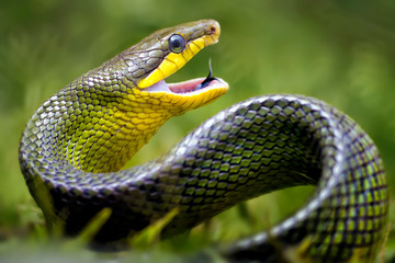 Obraz premium Javanese Green Snake - Amazing Animal Reptile Photo Series