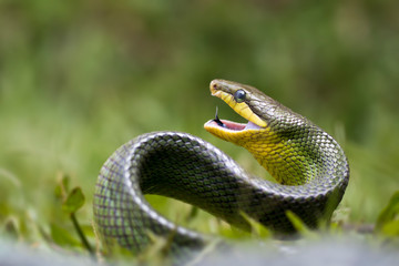 Javanese Green Snake - Amazing Animal Reptile Photo Series