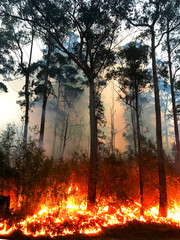 A fire burning on the South Coast of NSW © Binikins