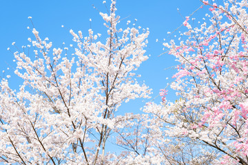 満開の桜　日本の春の景色