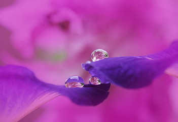 close up of a pink flower