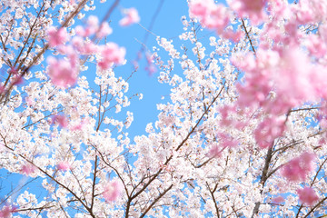 満開の桜　日本の春の景色