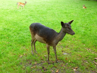 Deer in a German Park