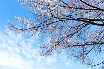 満開の桜　日本の春の景色