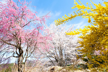 Obraz na płótnie Canvas 満開の桜　日本の春の景色