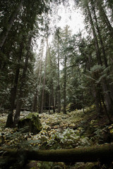 Autumn snow in a forest