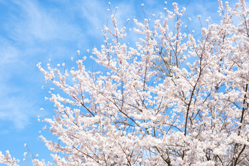 満開の桜　日本の春の景色
