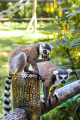 Little funny lemurs play on the branches.