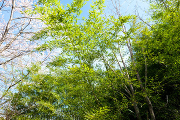満開の桜　日本の春の景色