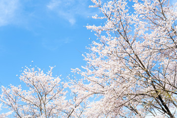 満開の桜　日本の春の景色